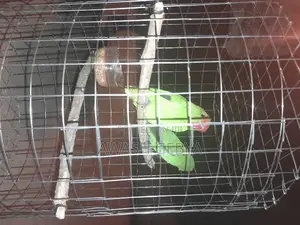 Abissina Parrots 