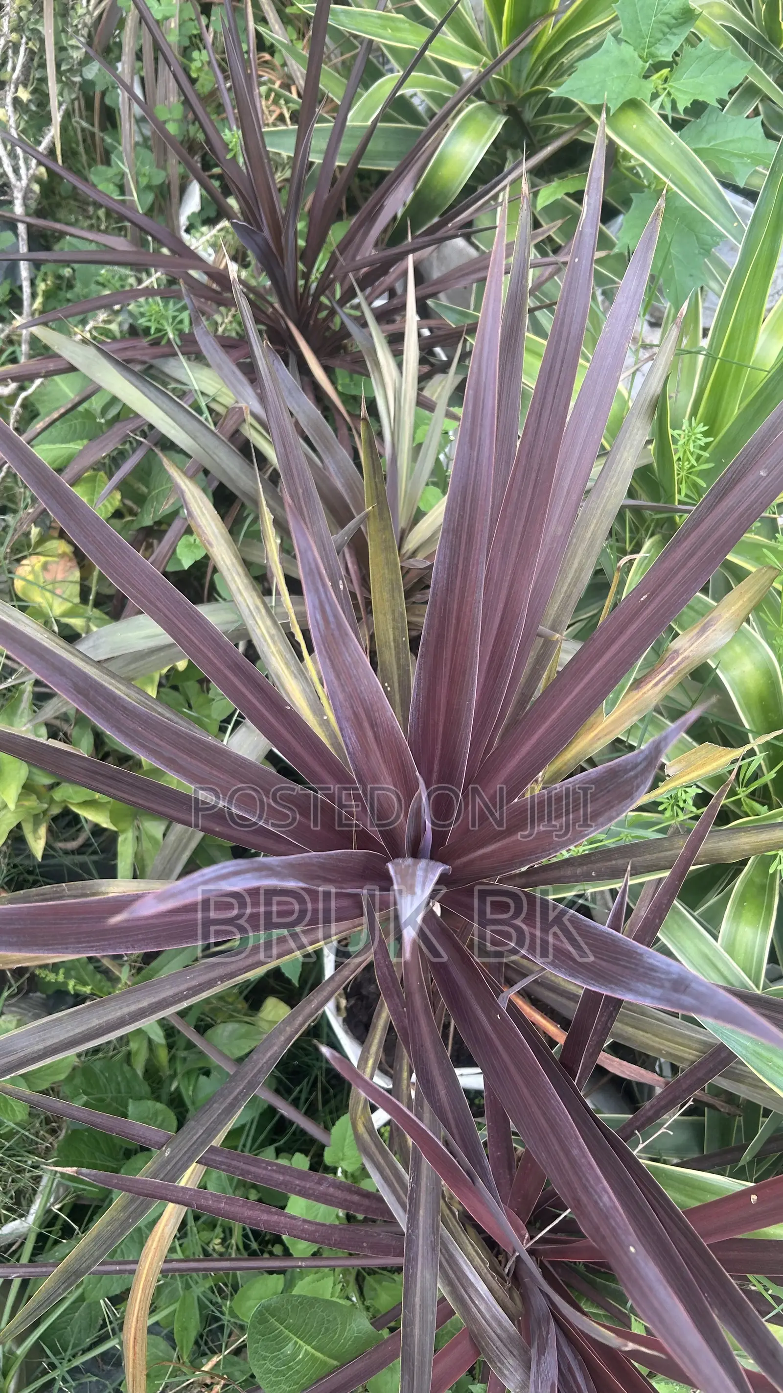 Cordlyne Red Star