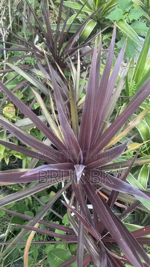 Cordlyne Red Star