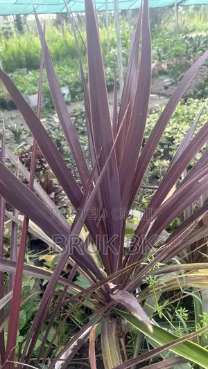 Cordlyne Red Star