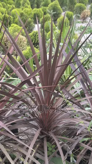 Cordlyne Red Star