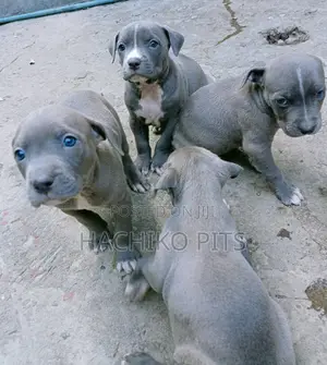1-3 months Male Purebred American Pit Bull Terrier