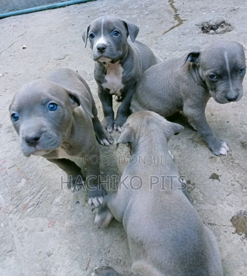 1-3 months Male Purebred American Pit Bull Terrier