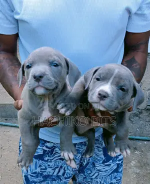 1-3 months Male Purebred American Pit Bull Terrier