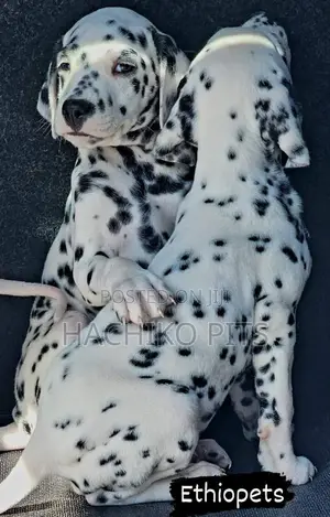 1-3 months Male Purebred Dalmatian