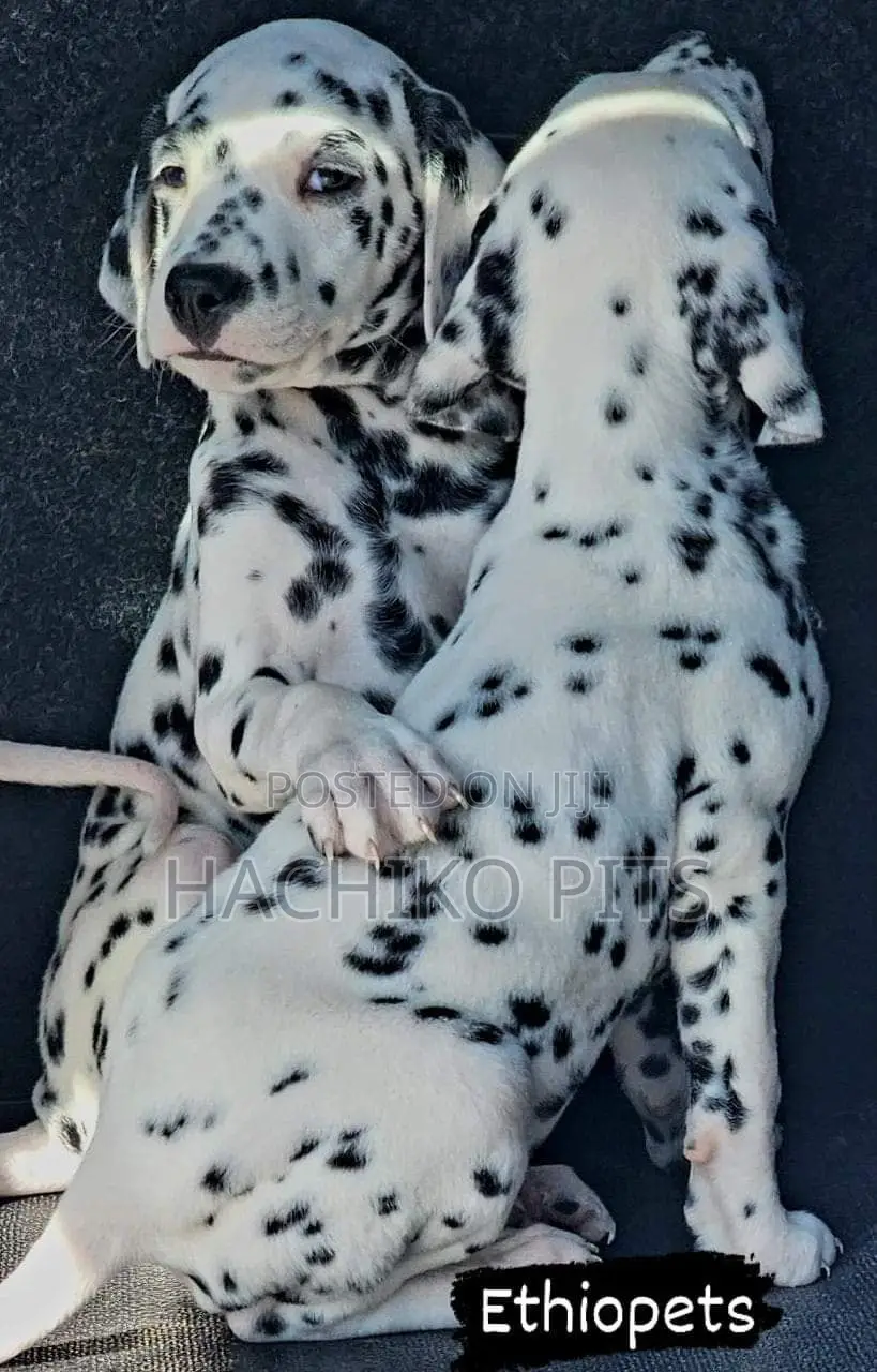 1-3 months Male Purebred Dalmatian