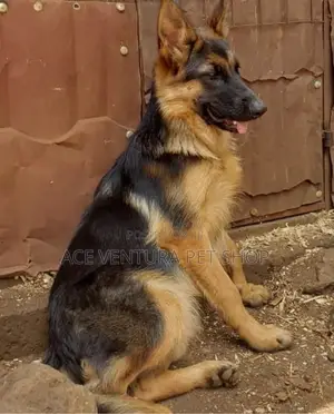 3-6 months Male Purebred German Shepherd