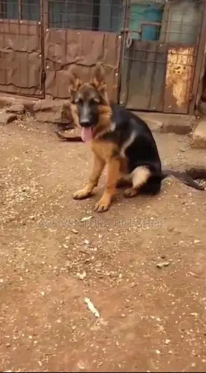 1-3 months Female Purebred German Shepherd