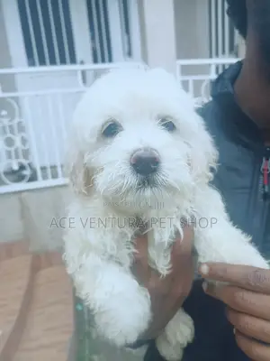 1-3 months Male Purebred Maltese