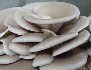 የእንጉዳይ/ መሽሩም አመራረት ተግባራዊ ስልጠና