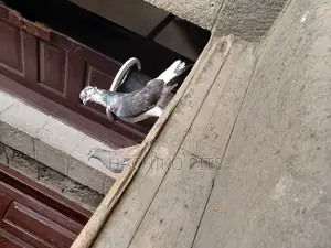 Beautiful Birds