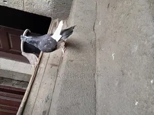 Beautiful Birds