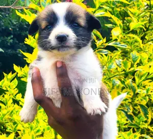 1-3 months Male Purebred Maltese