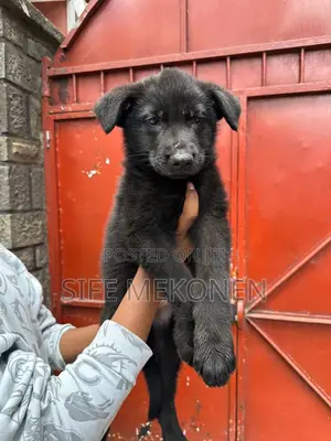 1-3 months Male Purebred German Shepherd