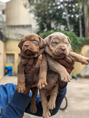 1-3 months Male Purebred American Pit Bull Terrier