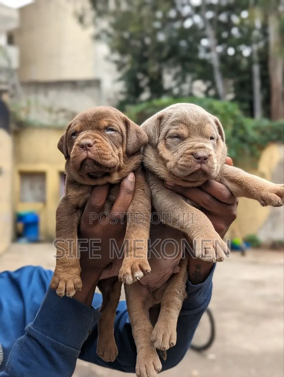 1-3 months Male Purebred American Pit Bull Terrier