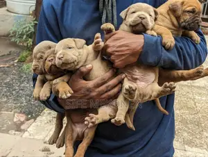 1-3 months Male Purebred American Pit Bull Terrier