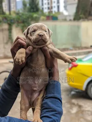 1-3 months Male Purebred American Pit Bull Terrier