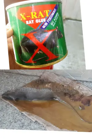 X-rat የአይጥ ማጣበቂያ