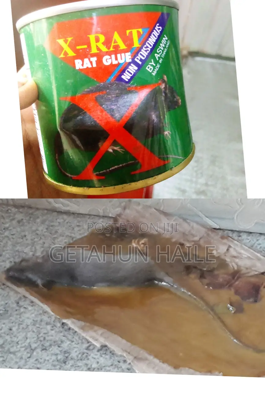 X-rat የአይጥ ማጣበቂያ