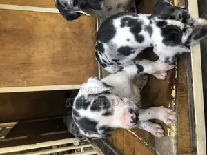 1-3 months Male Purebred Great Dane