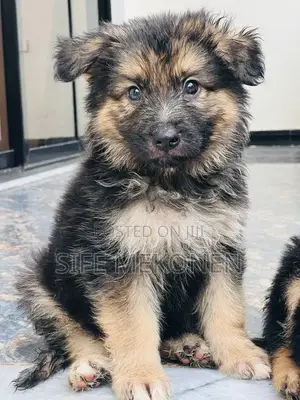 1-3 months Male Purebred German Shepherd