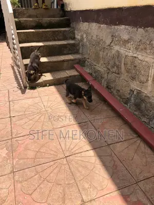 1-3 months Male Purebred German Shepherd