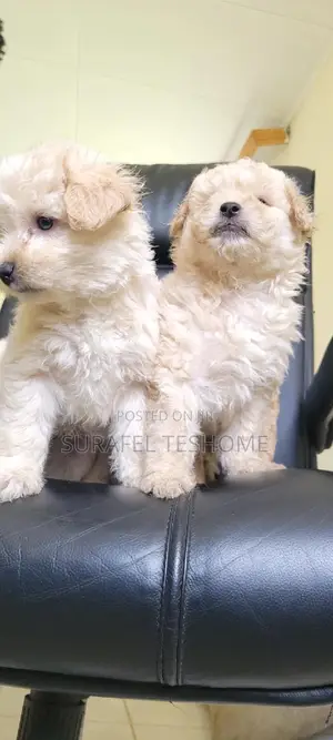 1-3 months Male Purebred Maltese