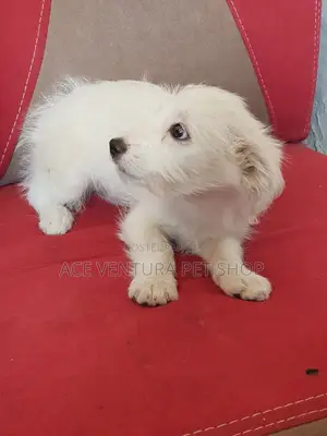 1-3 months Male Purebred Maltese