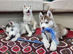 1-3 months Male Purebred Siberian Husky
