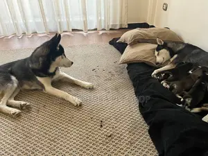 1-3 months Male Purebred Siberian Husky