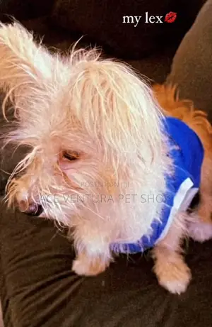 1-3 months Female Purebred Maltese