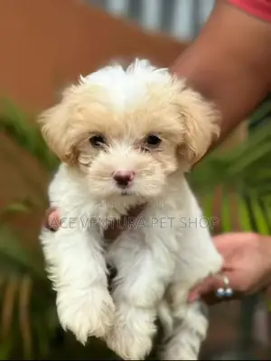 1-3 months Male Purebred Maltese Shih Tzu