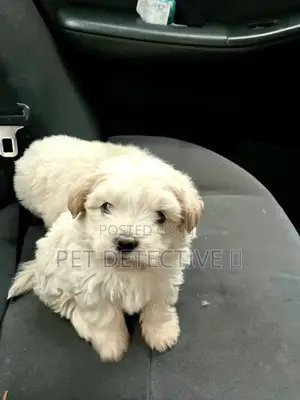 1-3 months Male Purebred Maltese