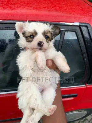 1-3 months Male Purebred Maltese
