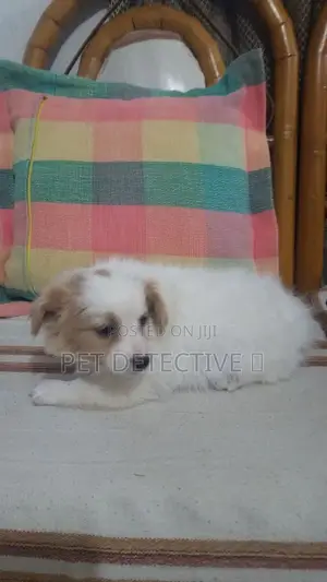 1-3 months Male Purebred Maltese