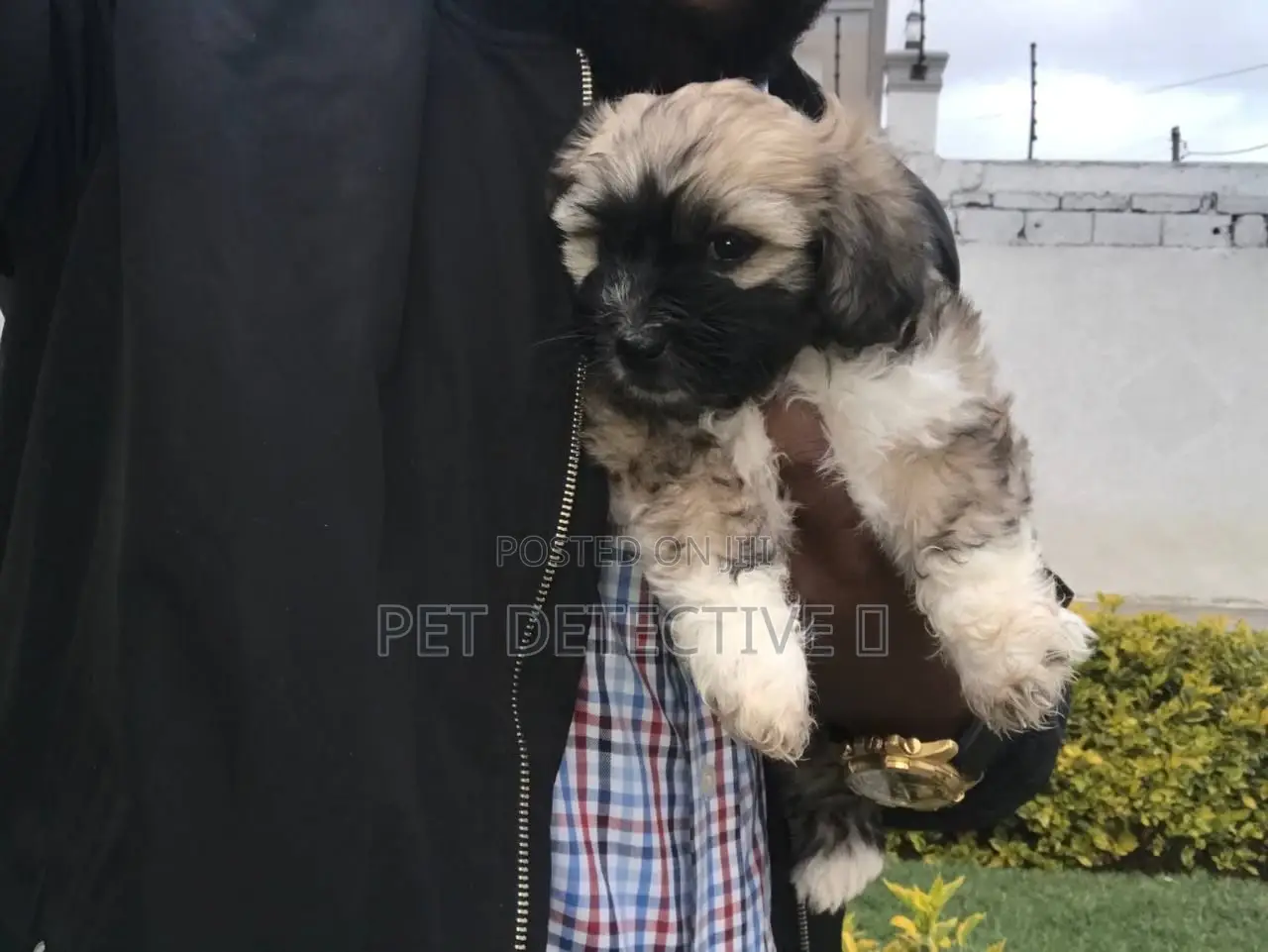 1-3 months Male Purebred Maltese
