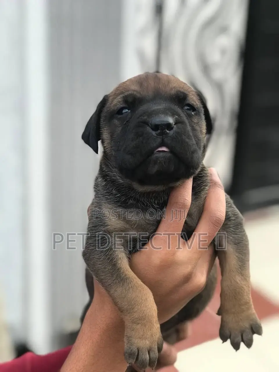 1-3 months Male Purebred American Pit Bull Terrier