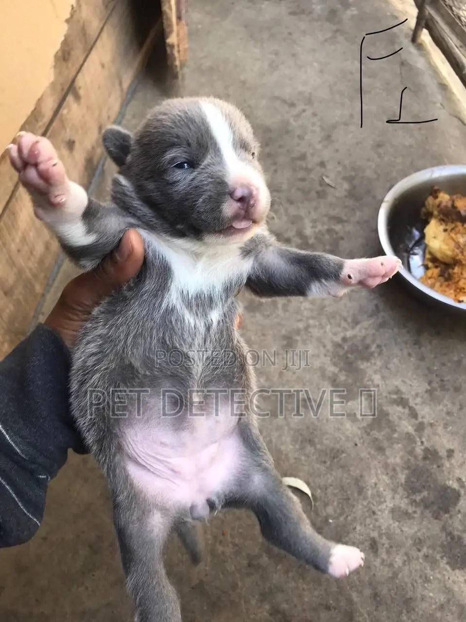 1-3 months Male Purebred American Pit Bull Terrier