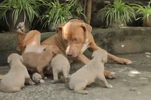 1-3 months Female Purebred American Pit Bull Terrier