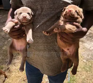 1-3 months Male Purebred American Pit Bull Terrier