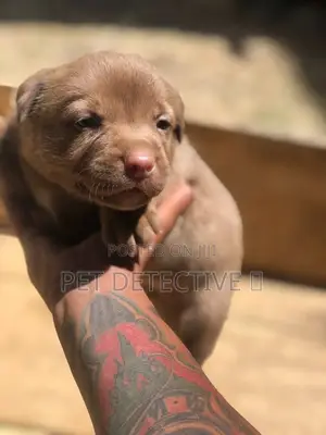 1-3 months Female Purebred American Pit Bull Terrier