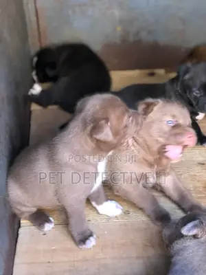 1-3 months Male Purebred American Pit Bull Terrier