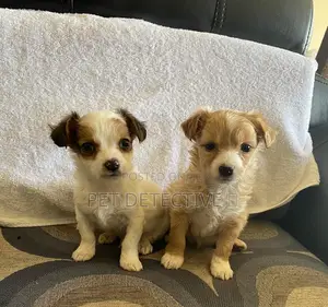 1-3 months Male Purebred Maltese