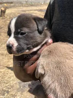 1-3 months Male Purebred American Pit Bull Terrier