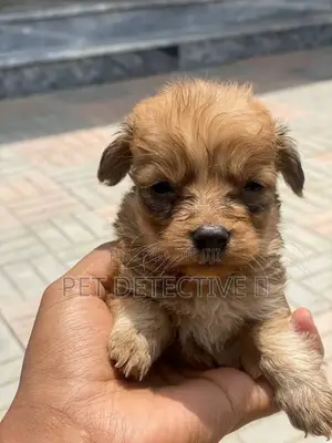 1-3 months Male Purebred Maltese