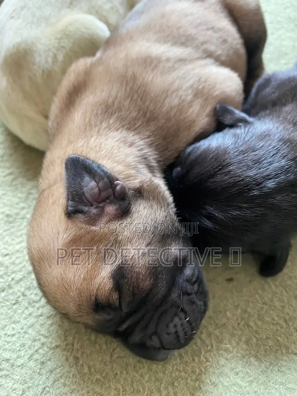 1-3 months Male Purebred Pug