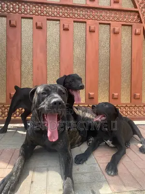 1-3 months Male Purebred Great Dane