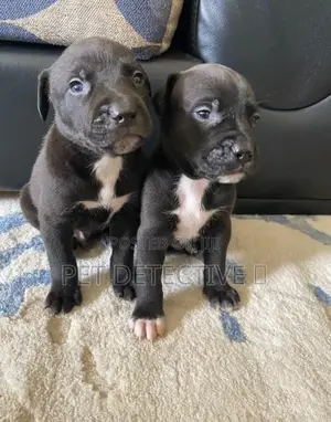 1-3 months Male Purebred American Pit Bull Terrier