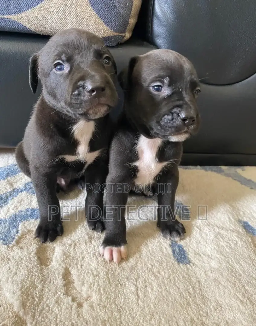 1-3 months Male Purebred American Pit Bull Terrier
